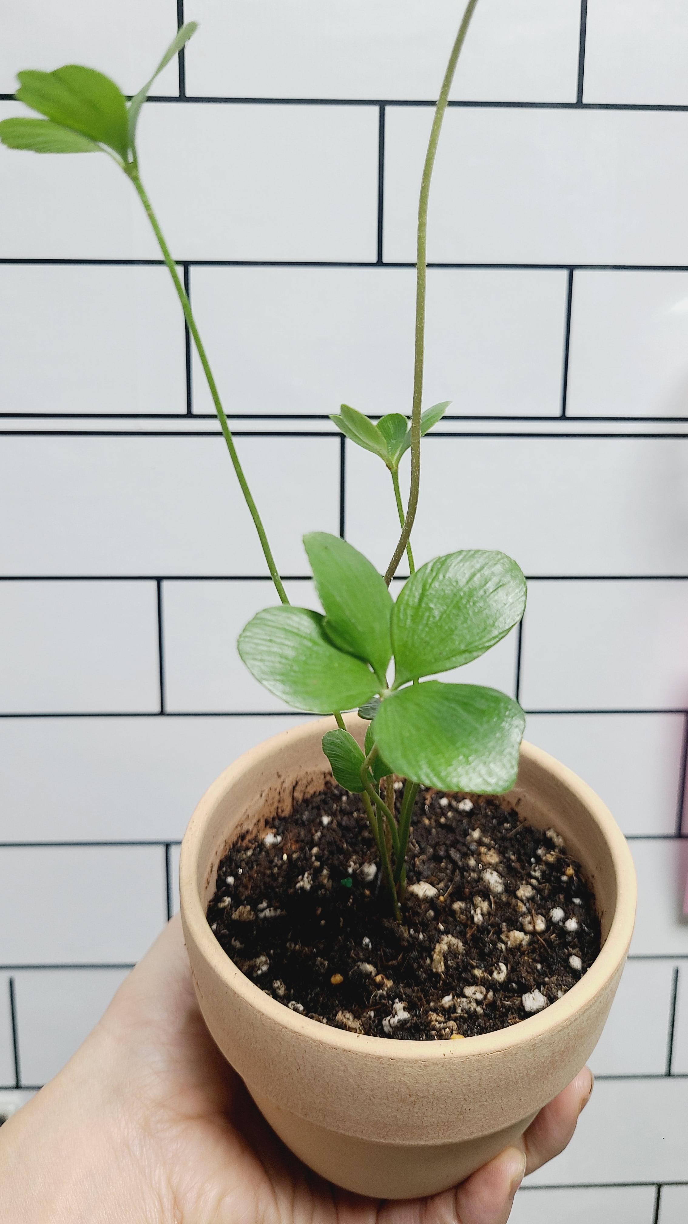 멕시코소철이 자라는 모습 줄기가 자라고 잎이 나기시작한다