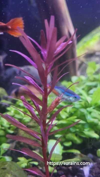 수초어항 꾸미기 준비물 레이아웃 만들기 정보