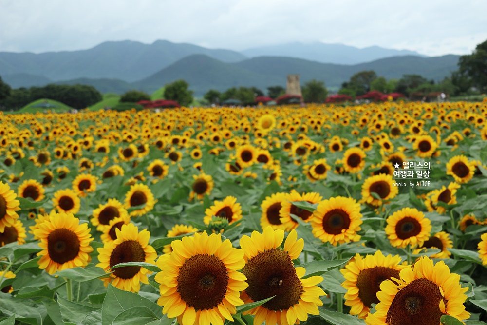 경주 해바라기 명소 , 경주 해바라기 밭 위치 모음, 7~8월 경주 여름 가볼만한곳, 첨성대
