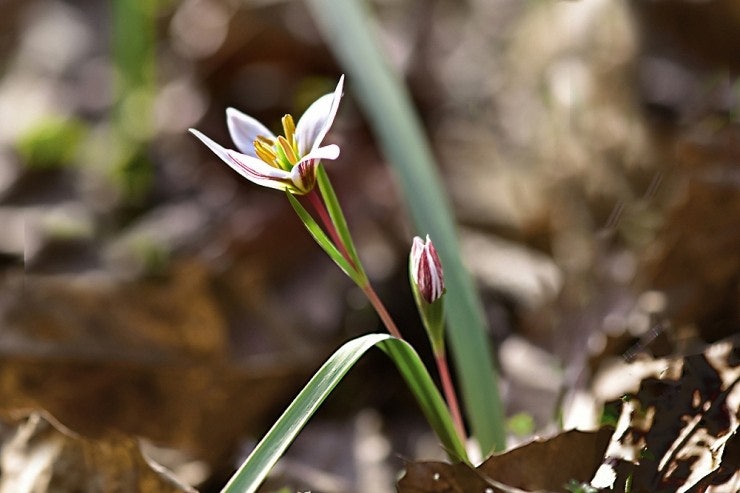 산자고 관련 사진