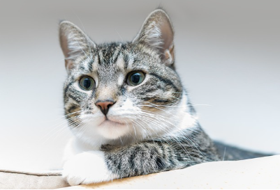 고양이가 집사를 좋아할 때 보이는 3가지 행동