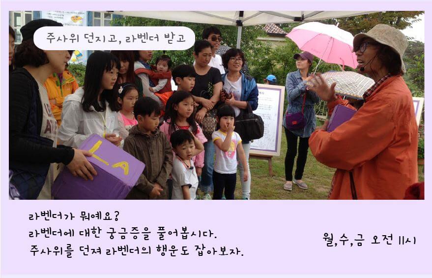 고성 하늬팜 라벤더 축제
