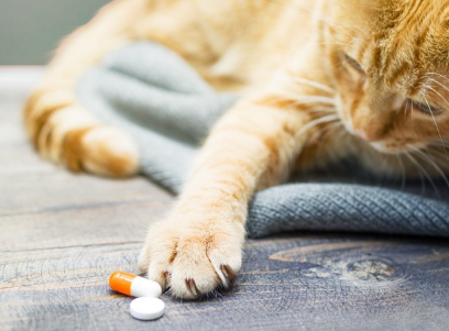 구내염 약을 만지는 고양이.