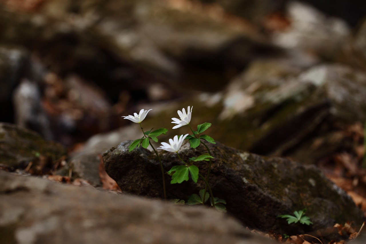 꿩의 바람꽃 관련 사진