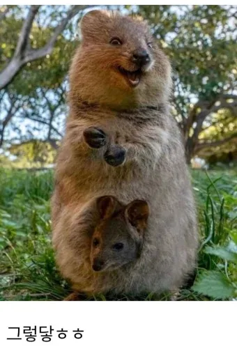 쿼카 웃는 동물 행복한 동물 특징 성격_17