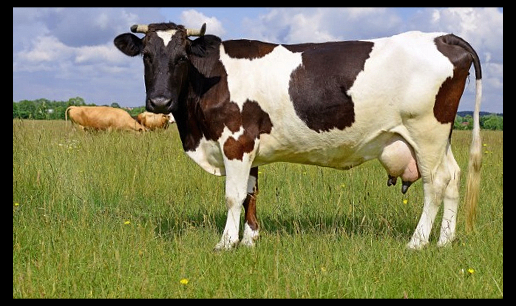 초유 프로틴 365