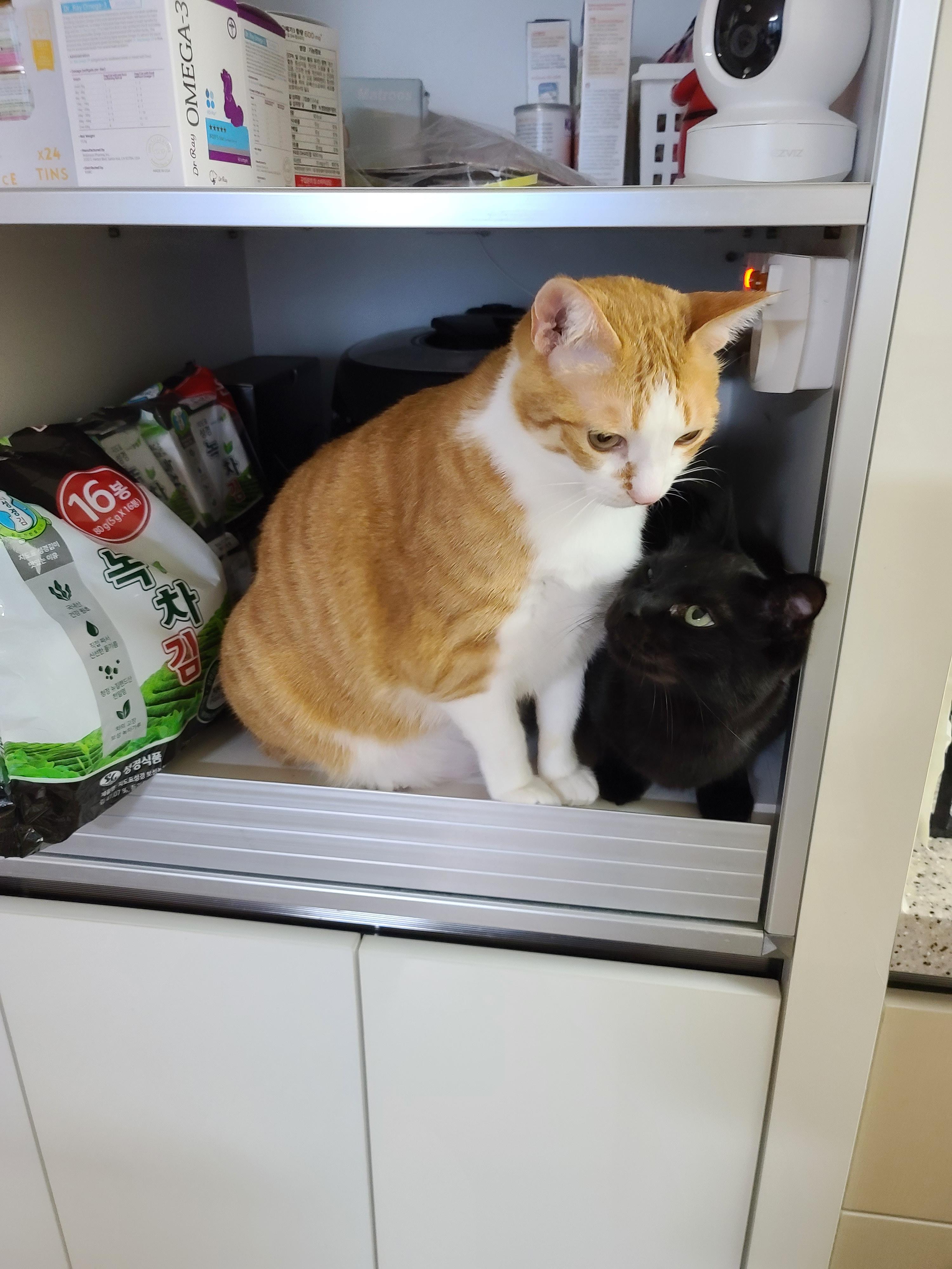 섭섭한게 많아서 말이 많아진 수다냥이 호야. 엄마랑 눈맞춤은 필수.