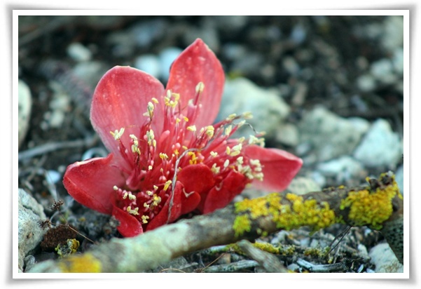 화초 &quot;붓꽃 키우기&quot; 아름다움과 놀라운 효능을 지닌 꽃 아이리스!