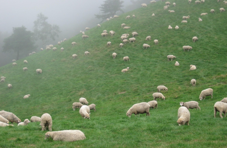 여름방학 강원도 여행 체험 목장