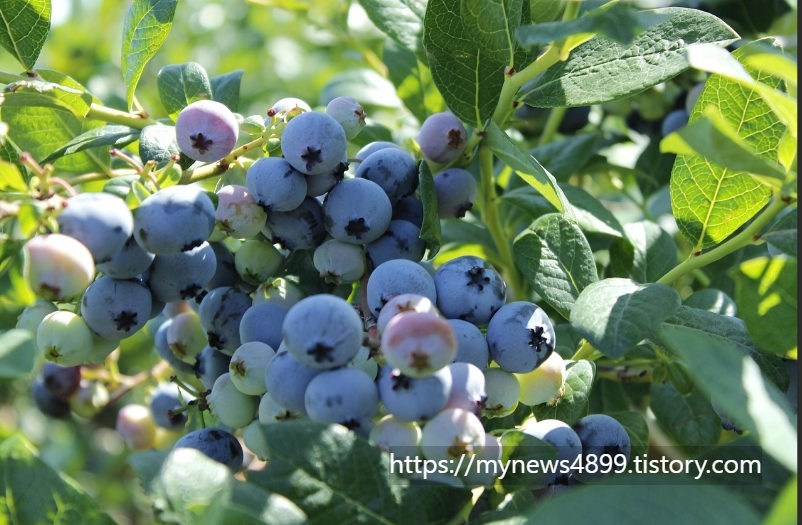 블루베리 사진