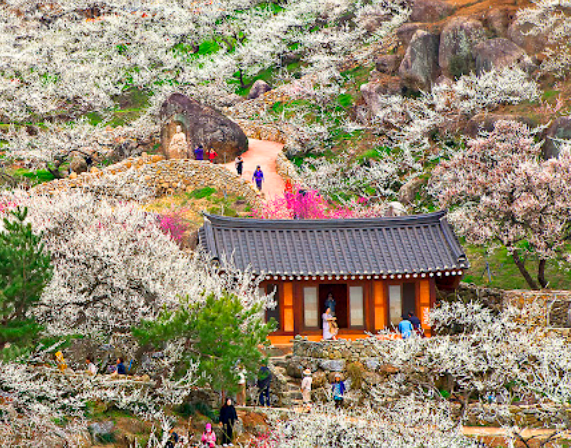 광양매화축제2