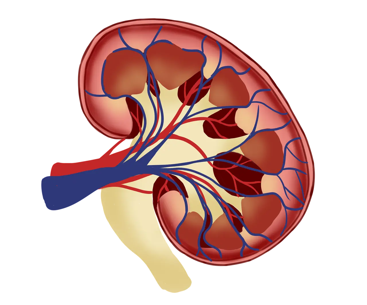 “정기 건강검진에서 간과하기 쉬운 콩팥 관련 지표의 중요성을 강조하는 장면”