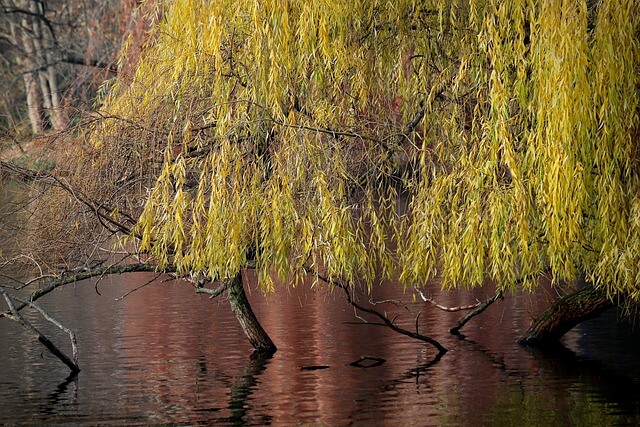 버드나무-보는-꿈-해몽