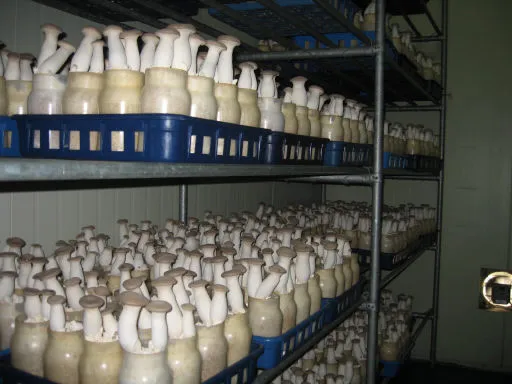 새송이버섯 재배 톱밥 배지 균사 배양 수확 요령_3