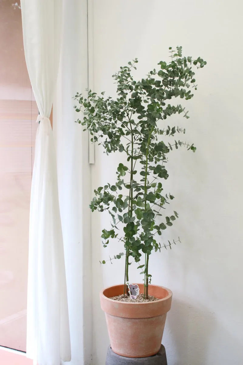 유칼립투스 물주기 향기유지 가지치기 환기관리 실내에서 키우는 요령_1