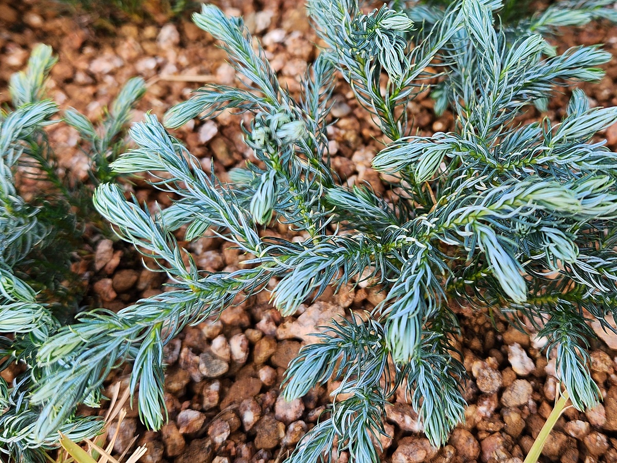 블루바드 화백나무