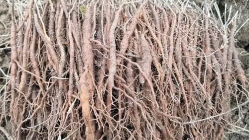 백수오-백하수오-종근심기-종근-심는시기-정식시기-수확시기-심는방법-정식방법