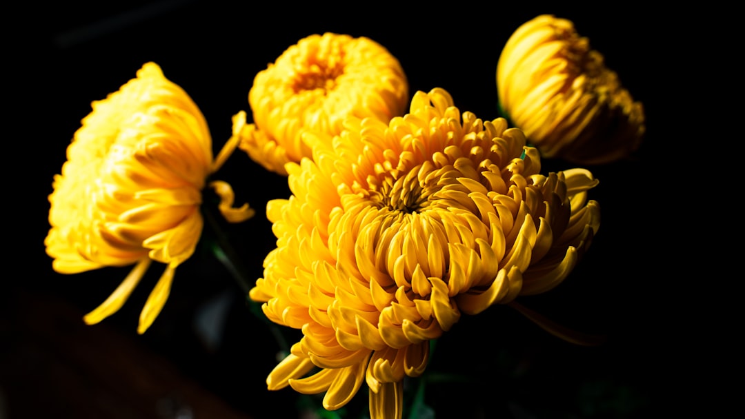 Chrysanthemum.