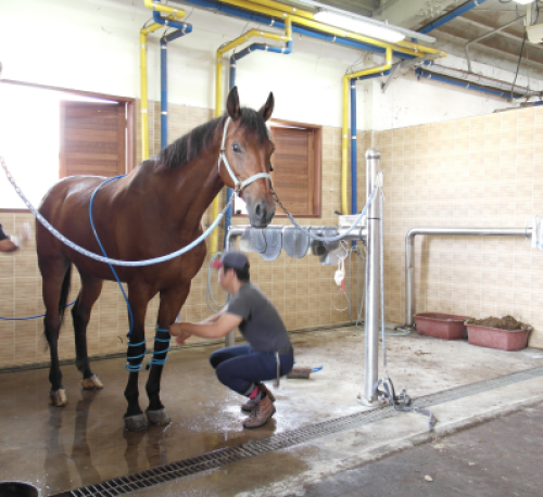 상주 국제승마장