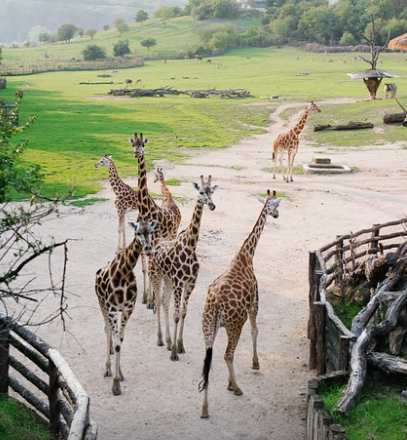 공영 동물원과 민간 동물원의 가장 큰 차이점