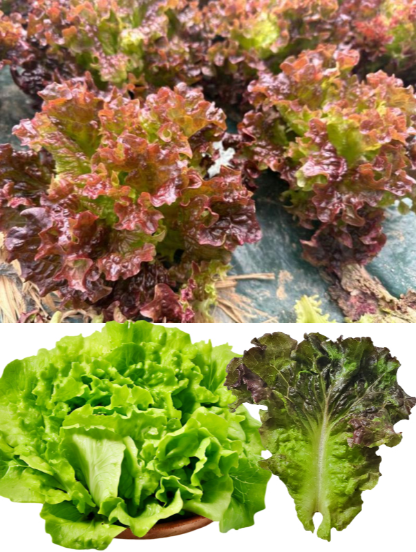 상추 – 더위에도 잘 자라는 여름용 품종