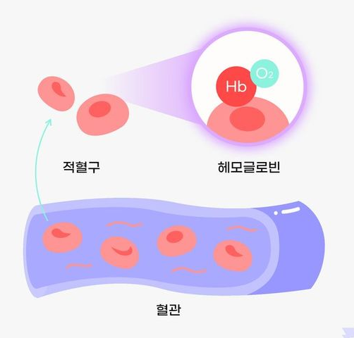 빈혈 위험? 철분 결핍을 예방하는 방법