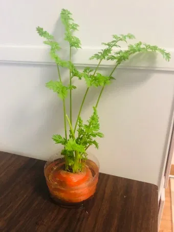 당근 재배 씨 뿌리기 토심 확보 잡초 관리_9