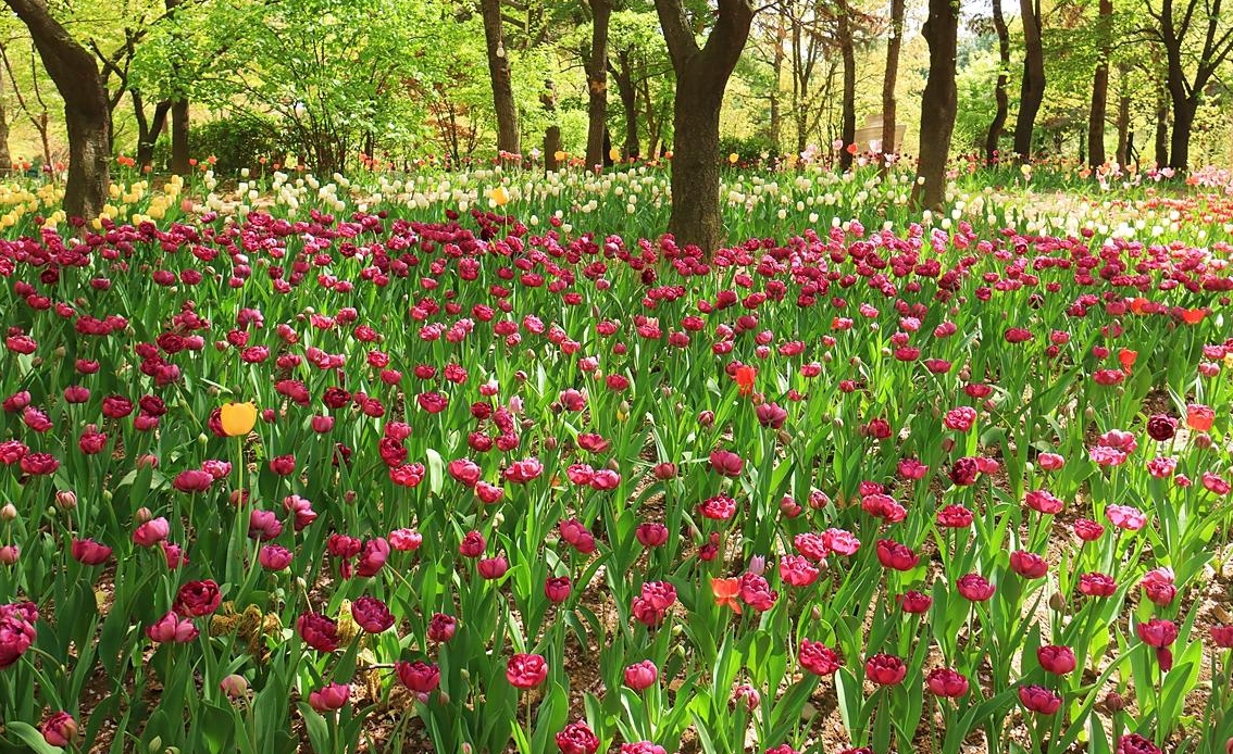 서울숲 튤립 축제