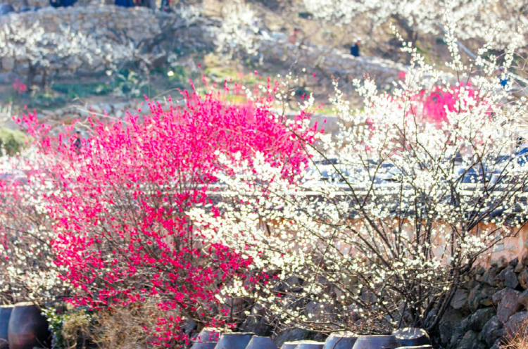 광양 매화축제