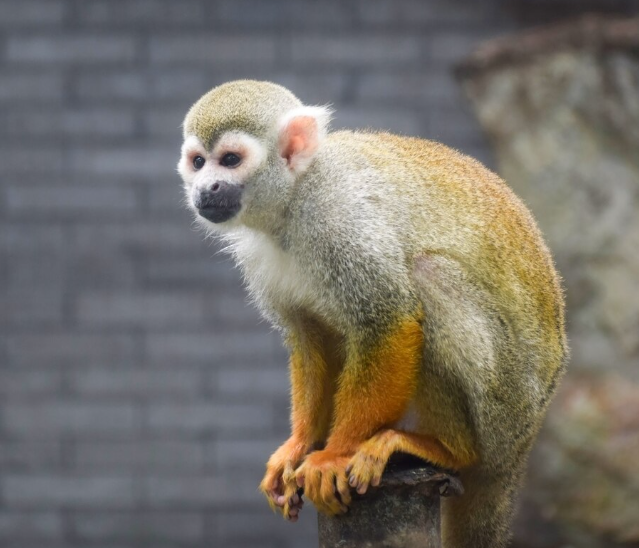 2024년 삼재띠 원숭이