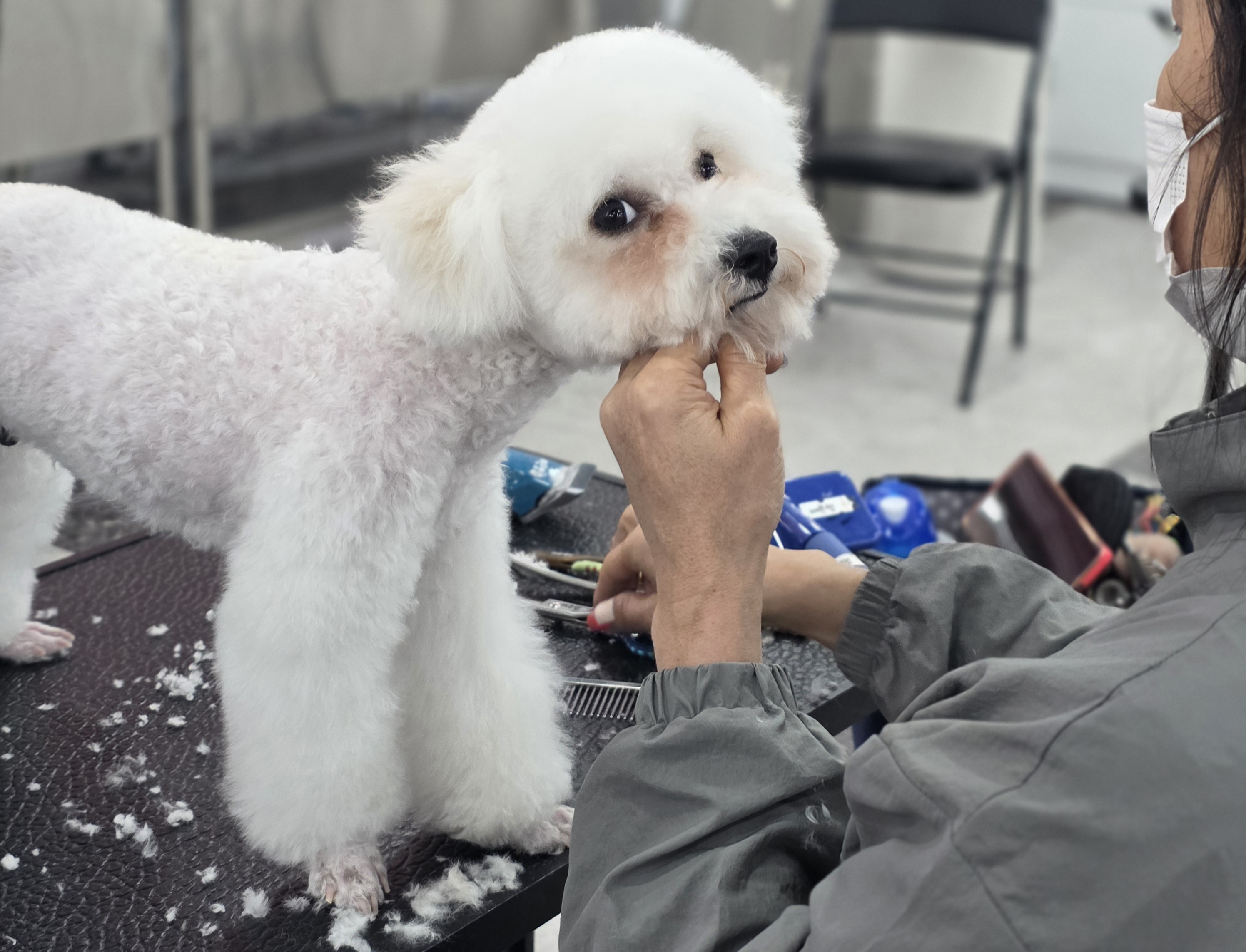 평택강아지미용학원