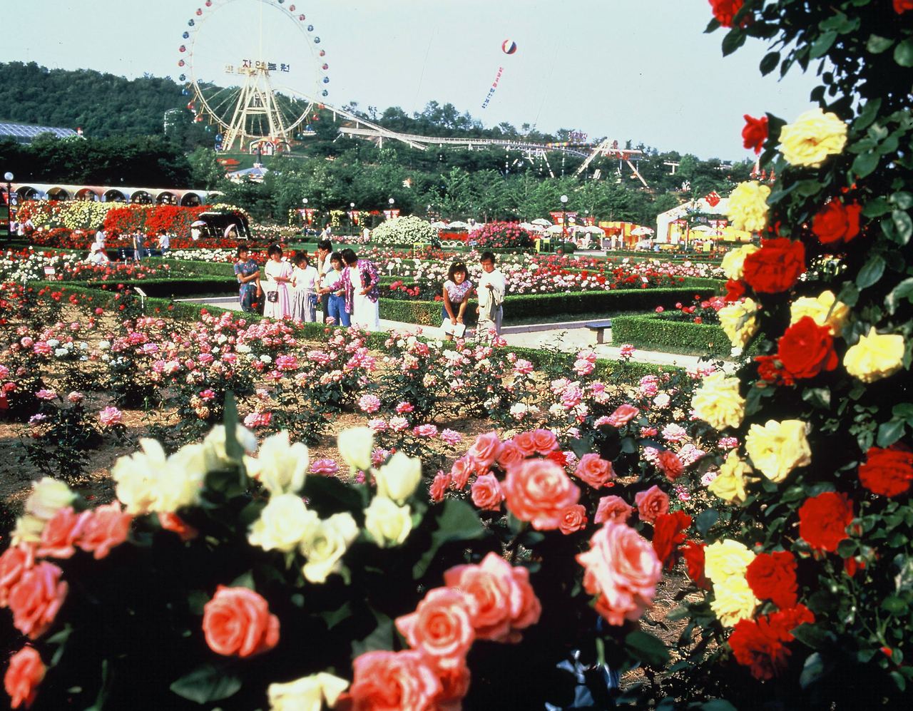 720여 품종의 장미가 가득한 에버랜드 로즈가든 전경