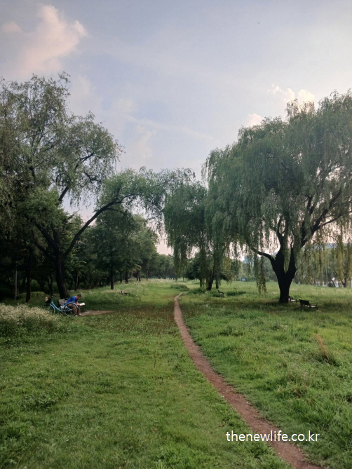 서울 맨발 걷기 좋은 장소 – 잔디밭과 수양버들 사이로 이어지는 맨발 걷기 장소, 벤치가 놓인 힐링 산책로