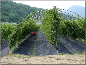 오미자 재배 차광 관리 덩굴 유인 병해 예방_30