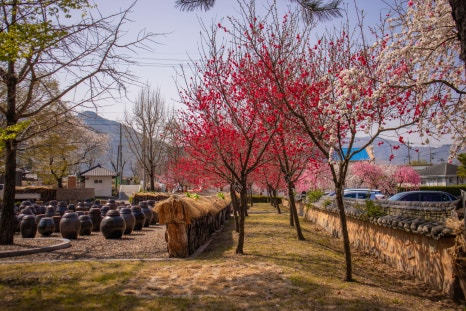대구근교 고령 도진마을 무릉원 능수도화 꽃구경🌸