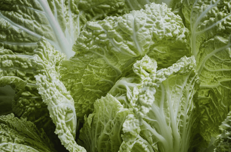 김장을 하기 위한 배추의 모습