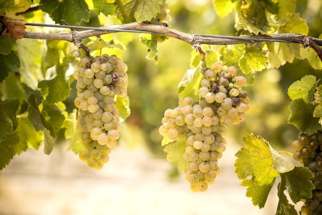 비오니에 포도와 잎의 모양