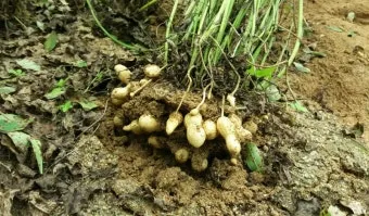 땅콩 재배 개화 후 흙 덮기 배수로 확보 칼슘 보충_3