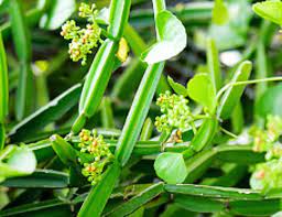 시서스 효능 부작용 (3주 섭취 후기)