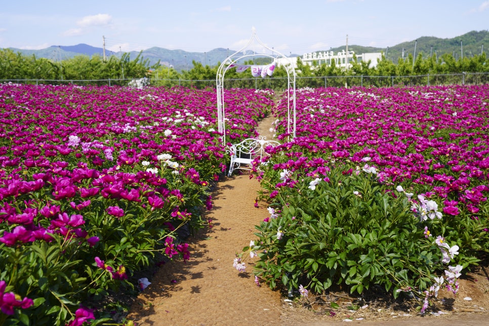 [5월 여행]영천작약꽃축제❘영천 삼창리&middot;정각리 작약꽃밭, 그리고 보현산약초식물원까지