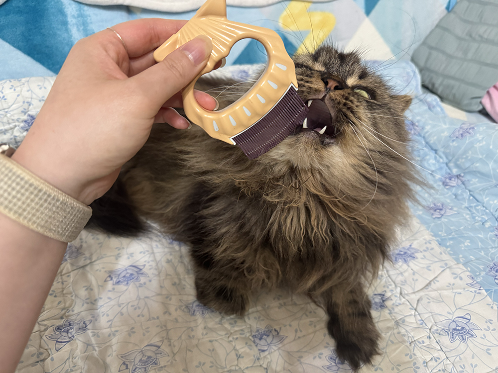 코숏+페르시안 집사의 고양이 브러쉬 빗 후기 &ndash; 사*빗 저렴이 버전 추천!🐱
