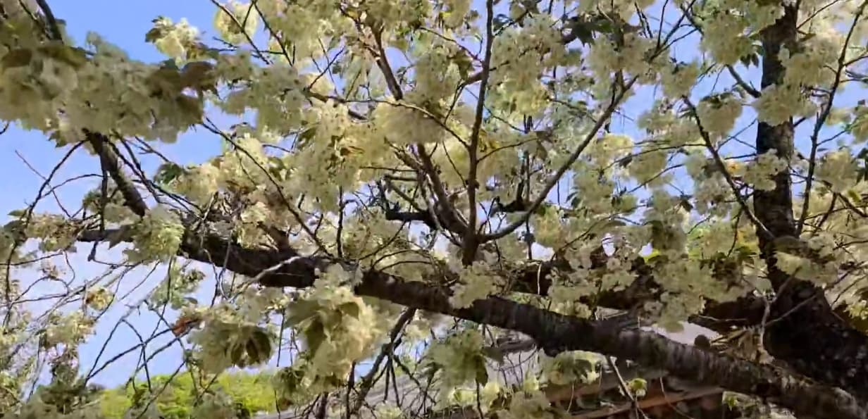 [4월 봄꽃 여행]서산 개심사 겹벚꽃&middot;청벚꽃 여행기❘벚꽃 개화 상황, 아직은 시작, 그러나 곧 절정