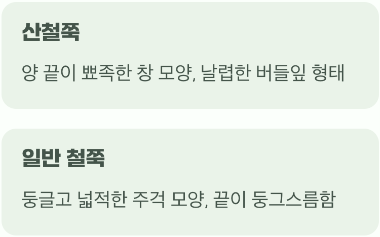 가장 먼저, 잎의 모양부터 살펴보세요