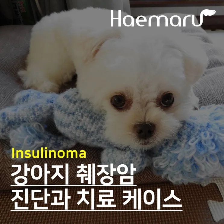 강아지 췌장암 증상 진단 치료법 안내_6