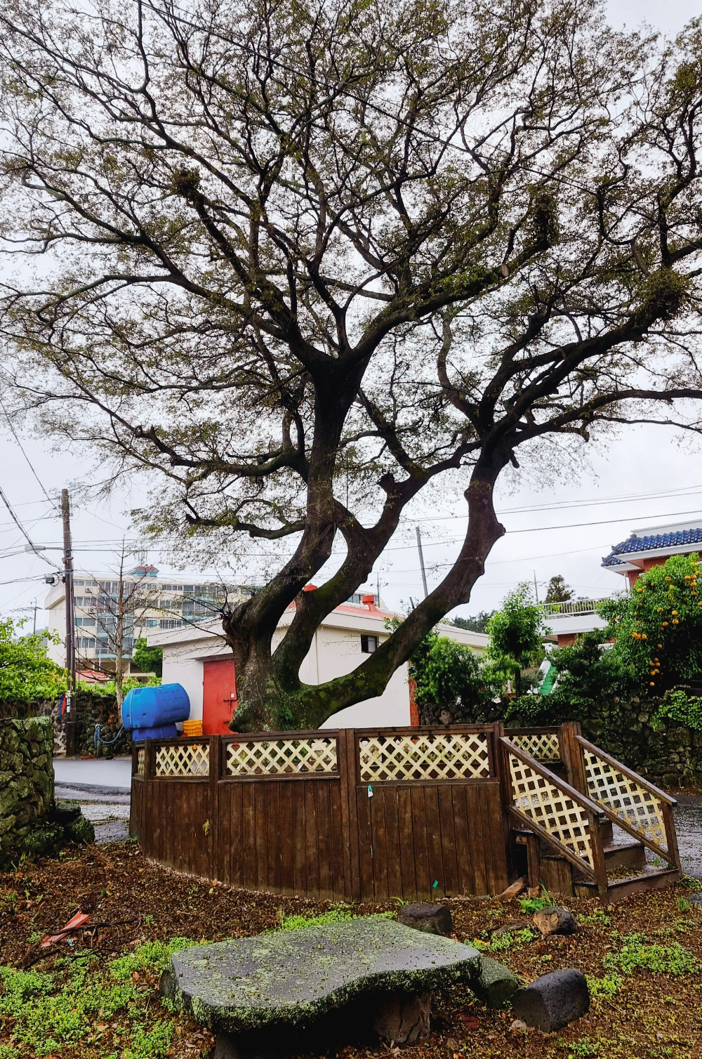 올레2코스 대수산봉 가는길 큰나무 밑 작은 쉼터