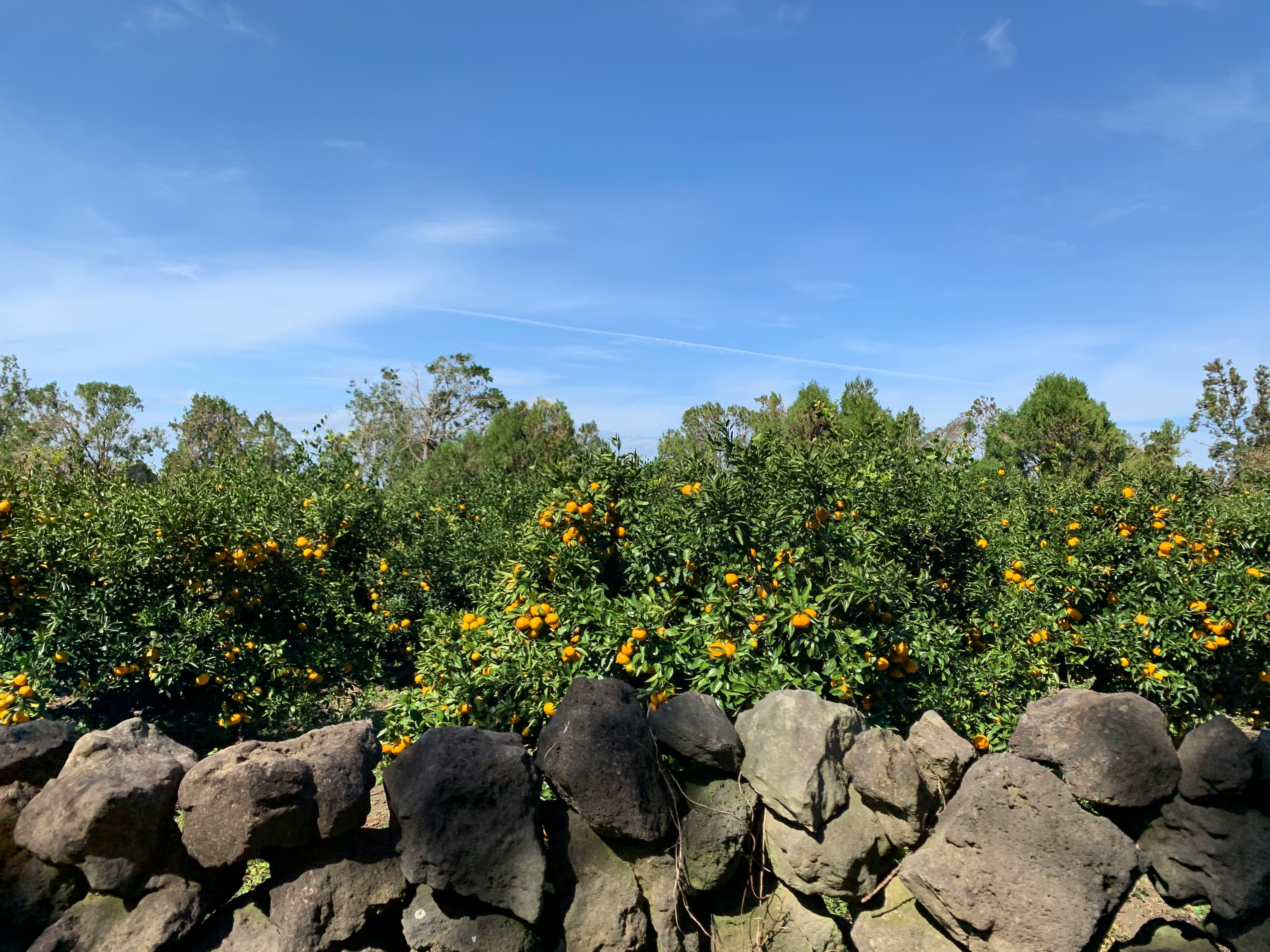 제주도의 향신료 관련 이미지