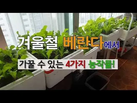 화분 베란다 단열 겨울철보온 커튼사용 찬바람차단 식물보호 요령_2