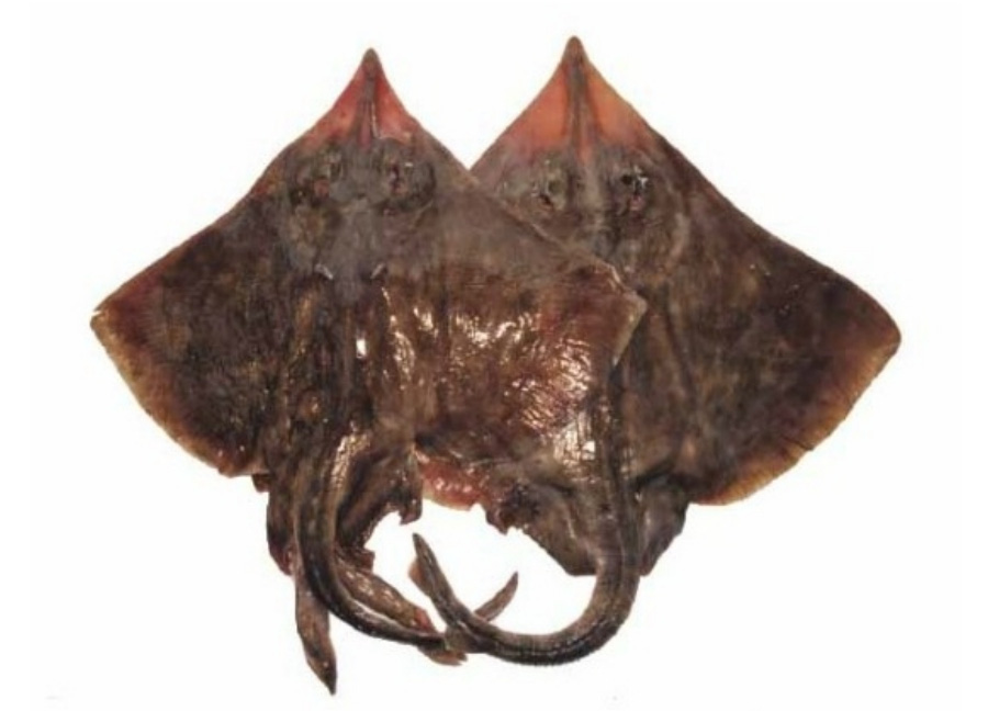 바다에서 채취를 한 홍어를 깨끗하게 세척한 후에 하얀 바닥 위에 2마리를 포개어 놓아두고 찍은 사진