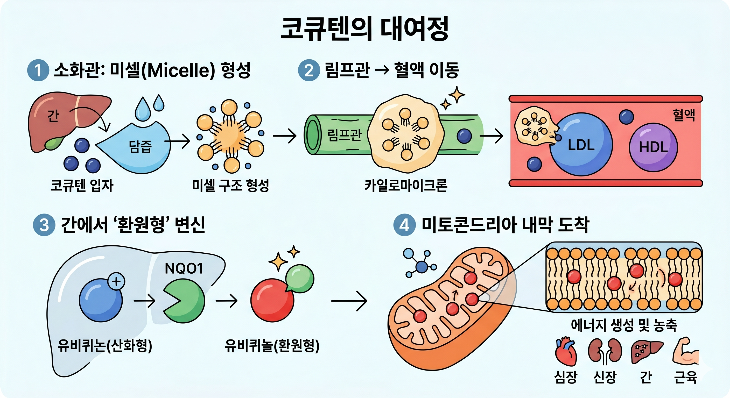 코큐텐이 인체내에서 어떤 과정을 거쳐 에너지를 만들어내는지
그림으로 표현한 이미지