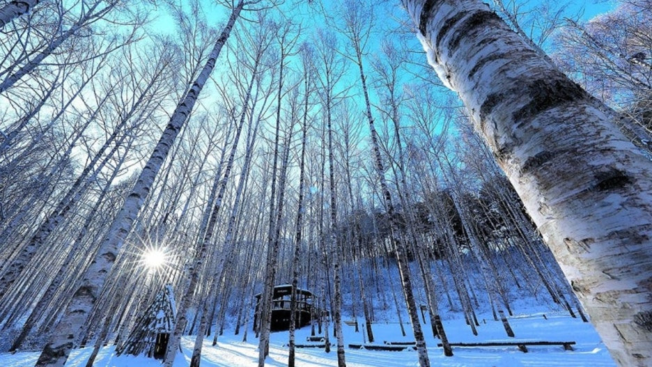 입장료 0원! 겨울 설경 끝판왕 원대리 자작나무숲
